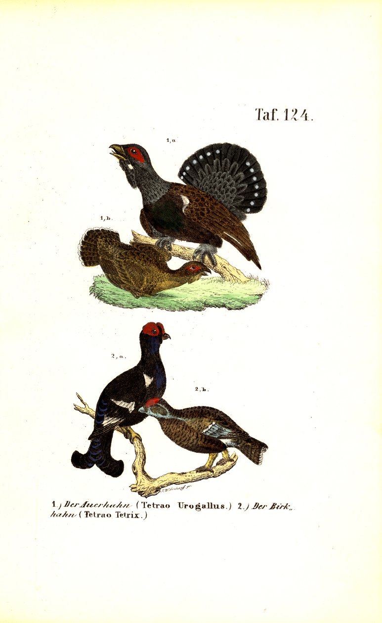 Western Capercaillie and Black Grouse by J. W. Tenhaeff