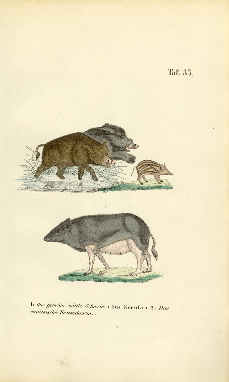 Wild Boars and Domestic Pig by J. W. Tenhaeff