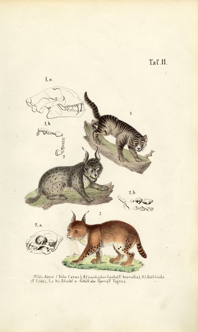 Wild Cats with Anatomical Details by J. W. Tenhaeff