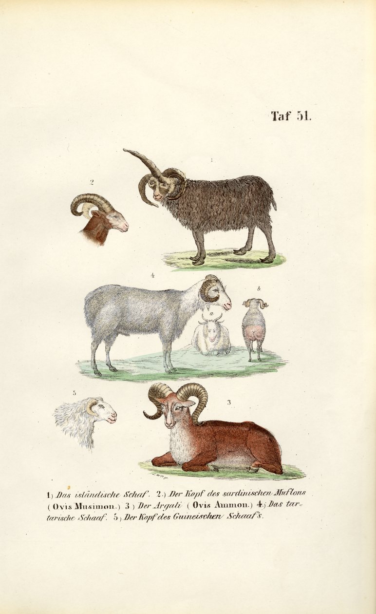 Wild Sheep and Their Varieties by J. W. Tenhaeff