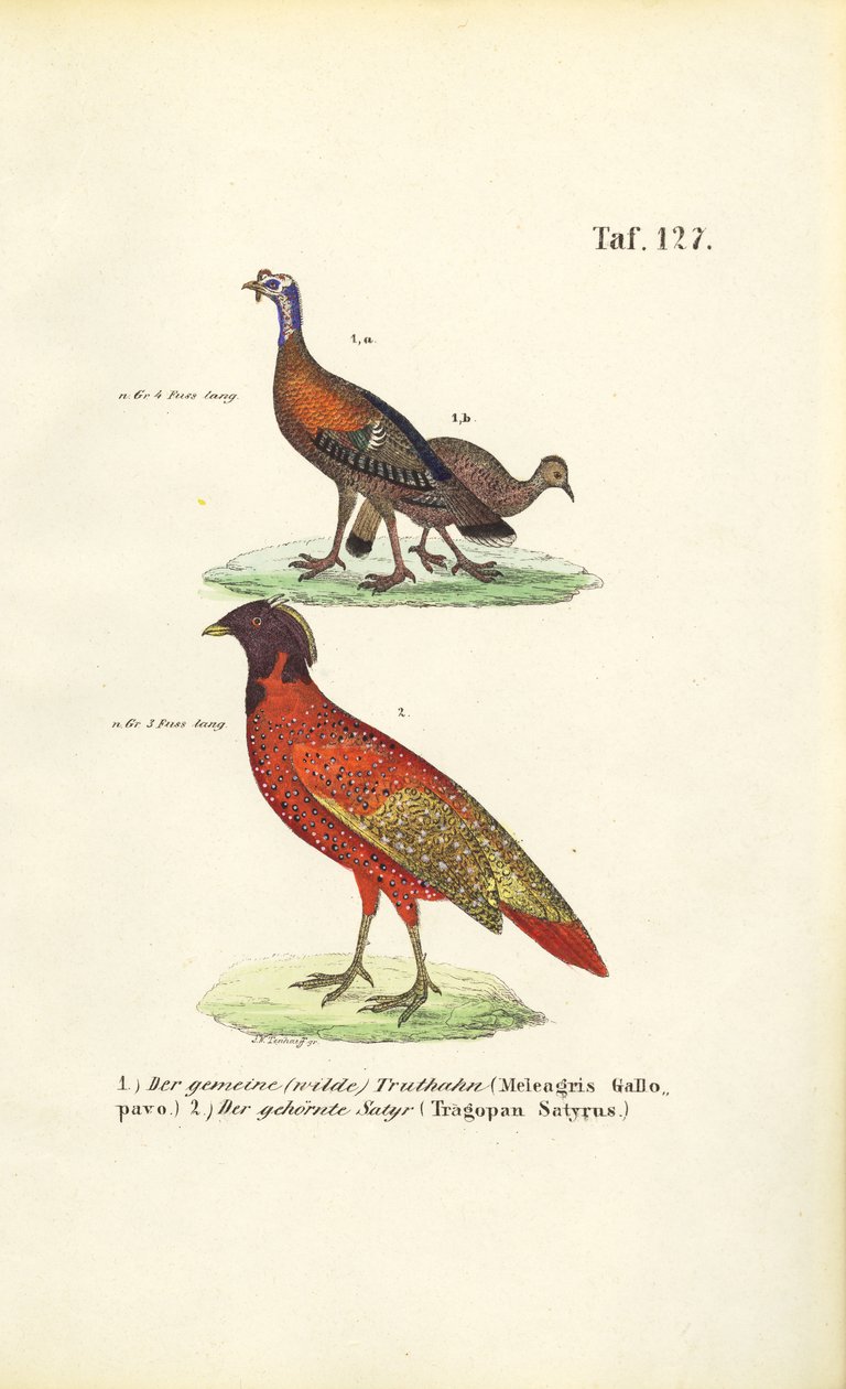 Wild Turkey and Satyr Tragopan by J. W. Tenhaeff