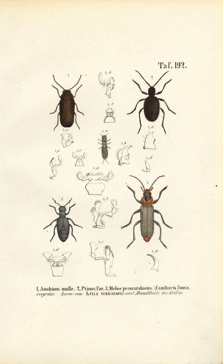 Wood-Boring Beetles and Medically Relevant Beetles by J. W. Tenhaeff