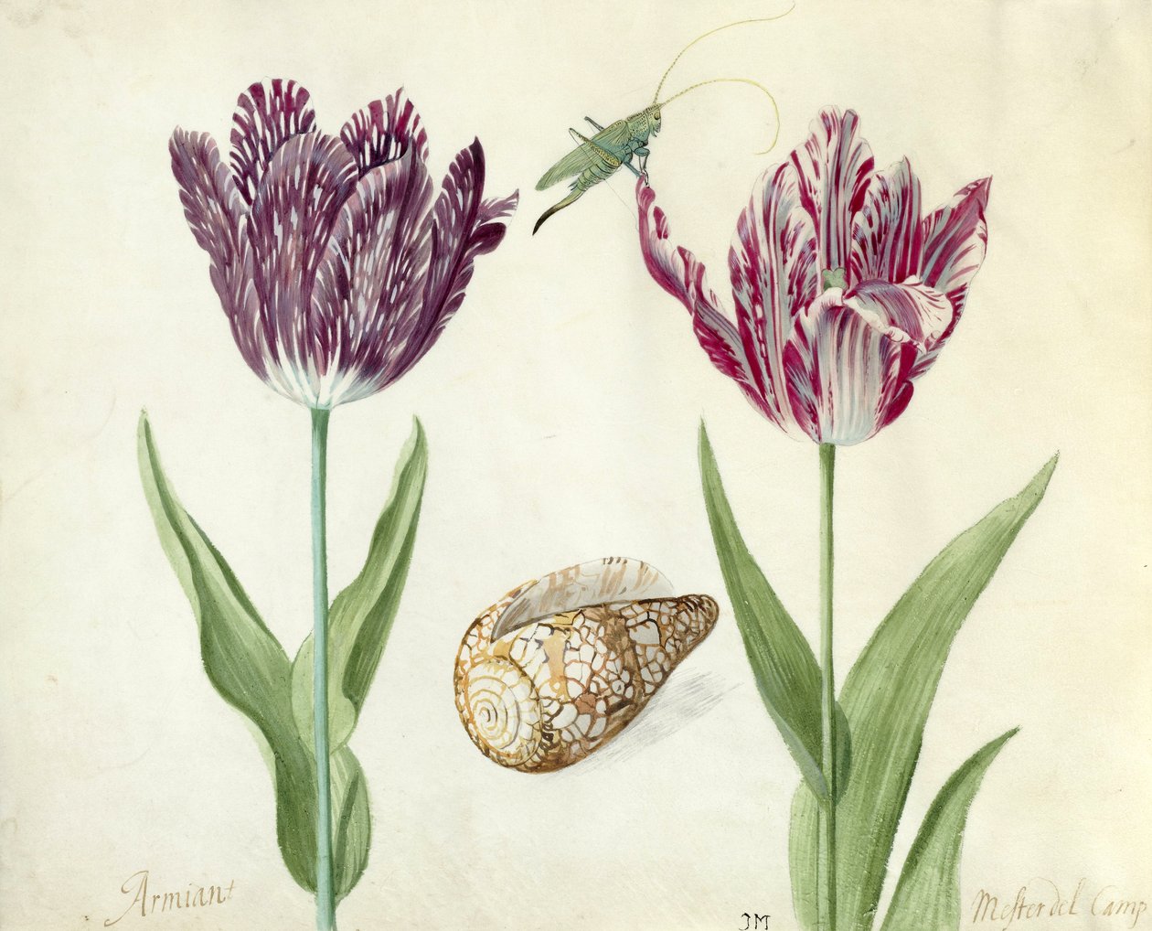 Two Tulips, a shell and a grasshopper, 1637-45 by Jacob Marrel