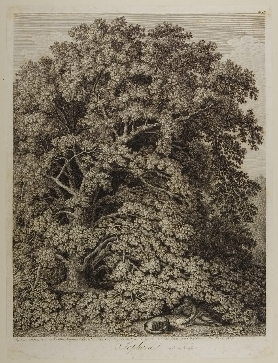 Sophora by Jacob-Philippe Hackert