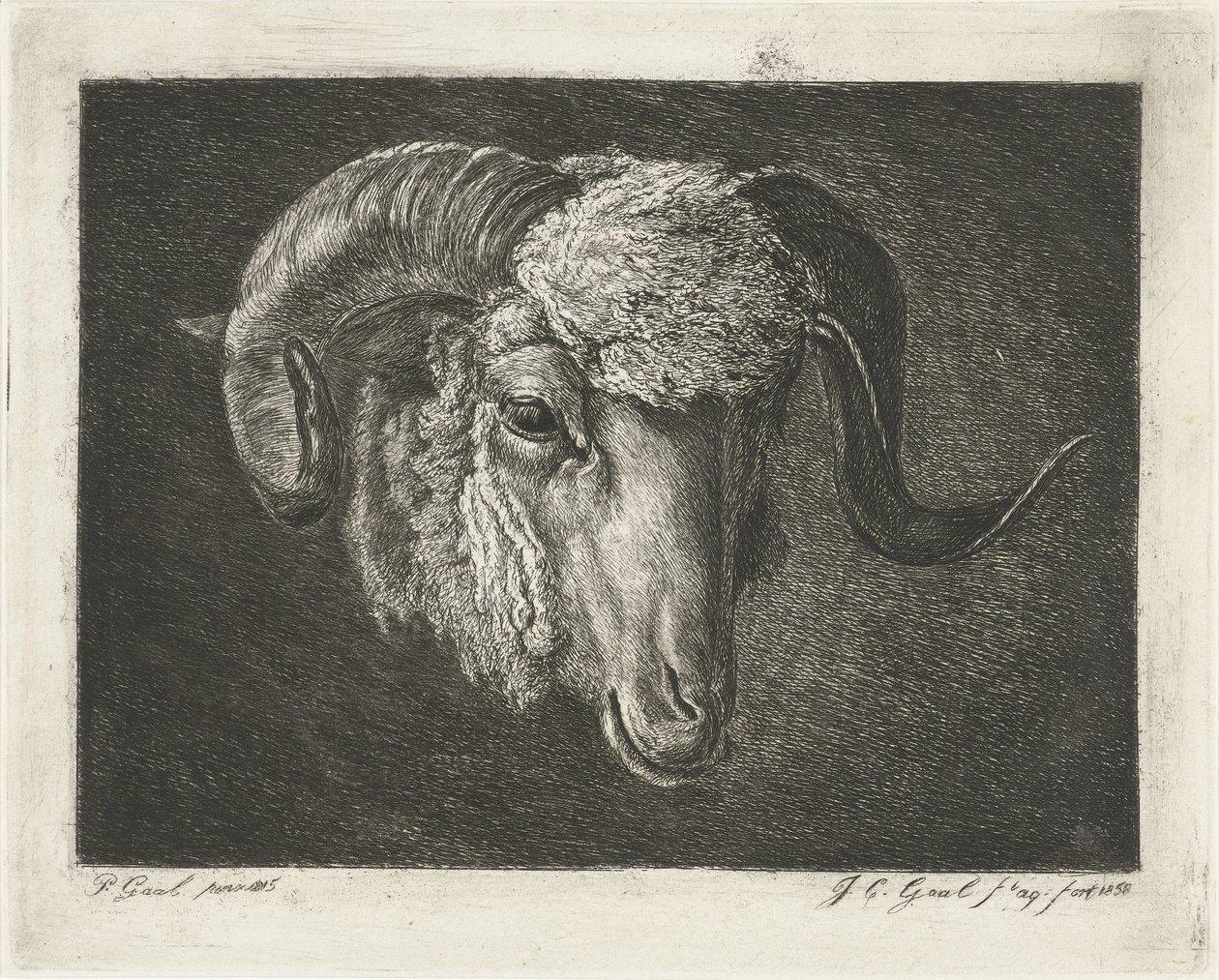 Head of a Ram with Curved Horns by Jacobus Cornelis Gaal