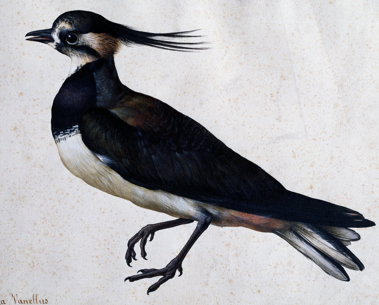 Tringa vanellus (Lapwing) by Jacopo Ligozzi