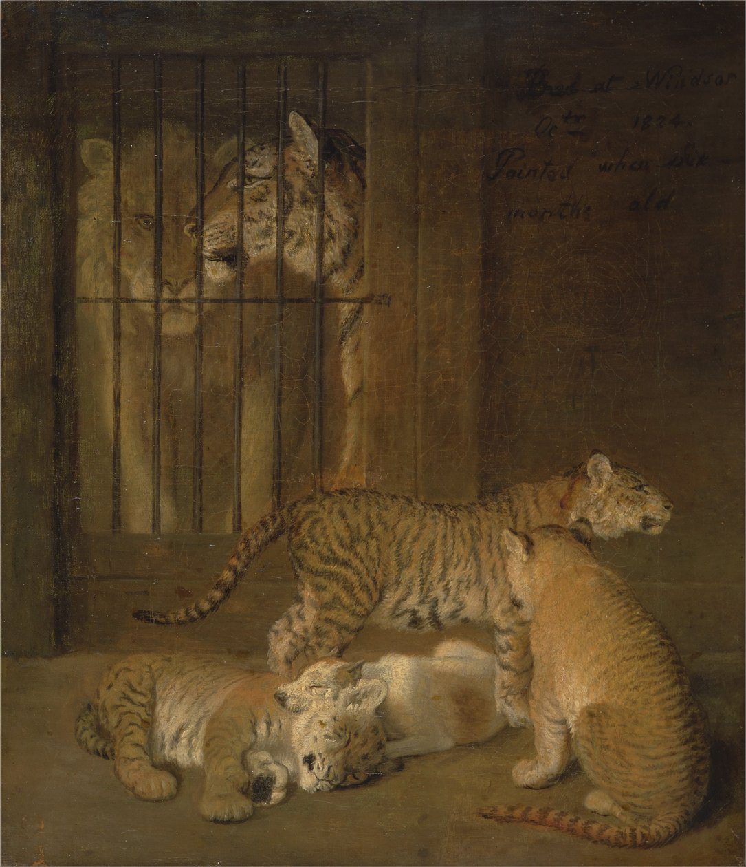 Group of Whelps Bred between a Lion and a Tigress by Jacques Laurent Agasse