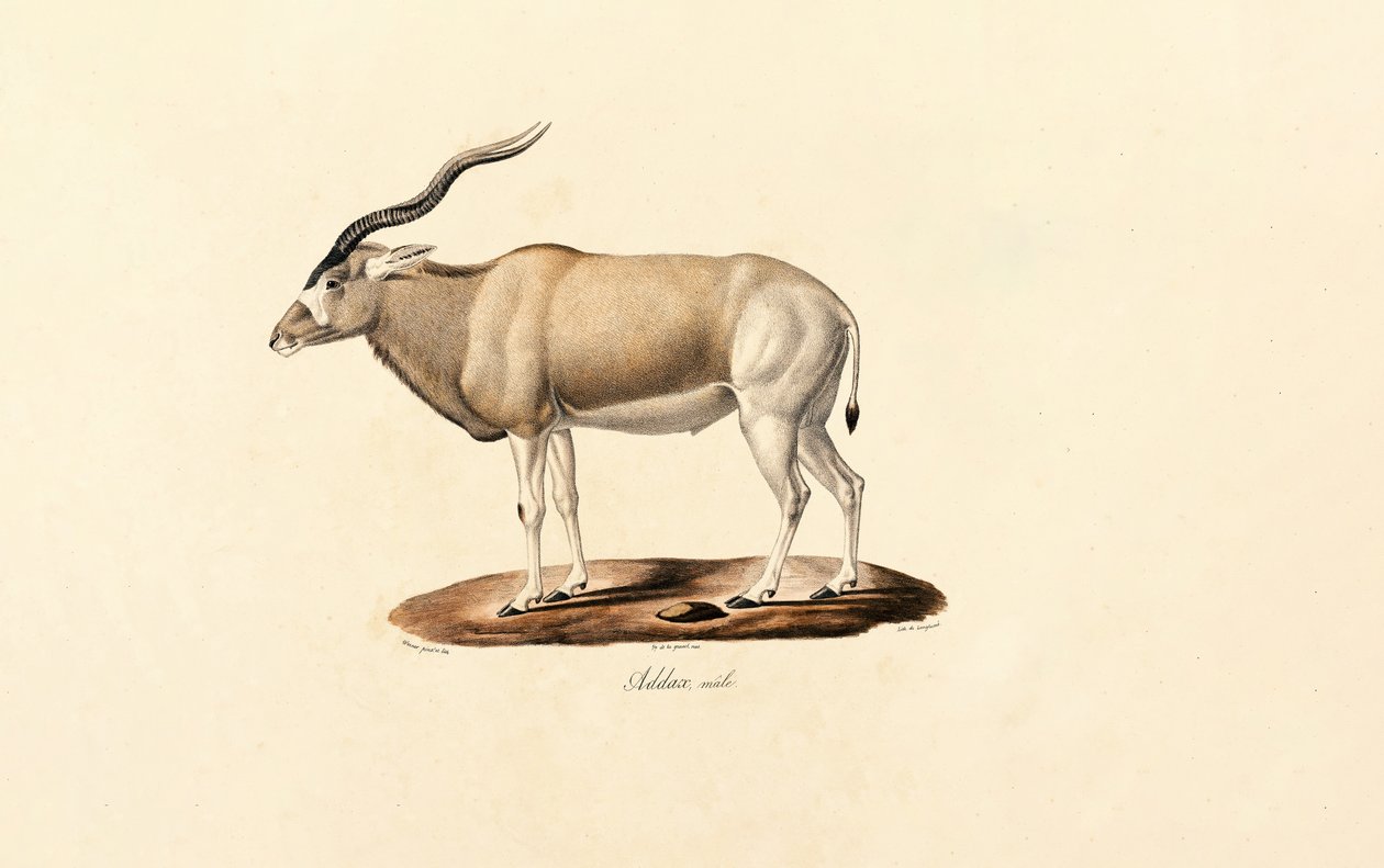 Addax Antelope by Jacques Christophe Werner