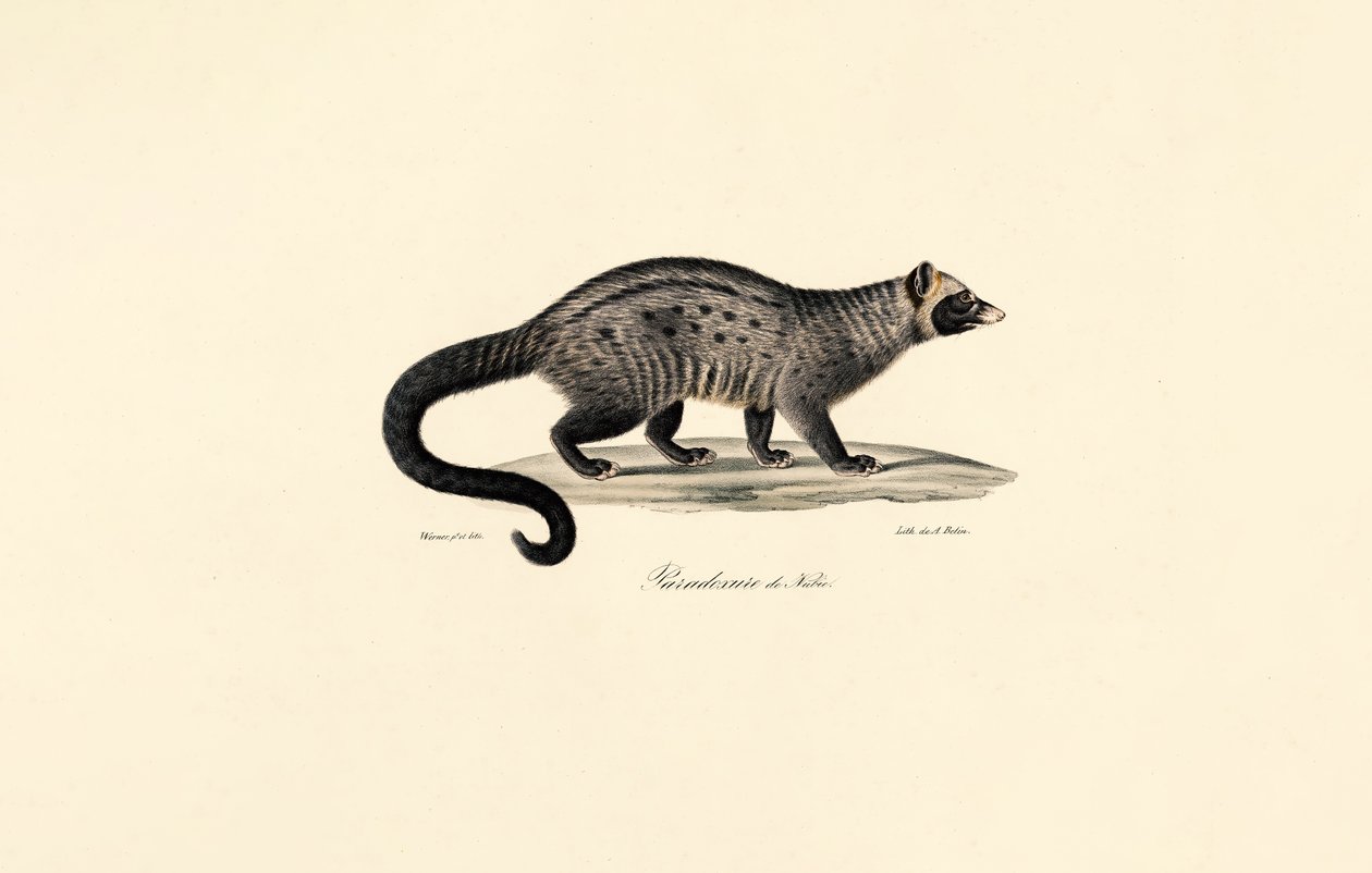 African Civet by Jacques Christophe Werner