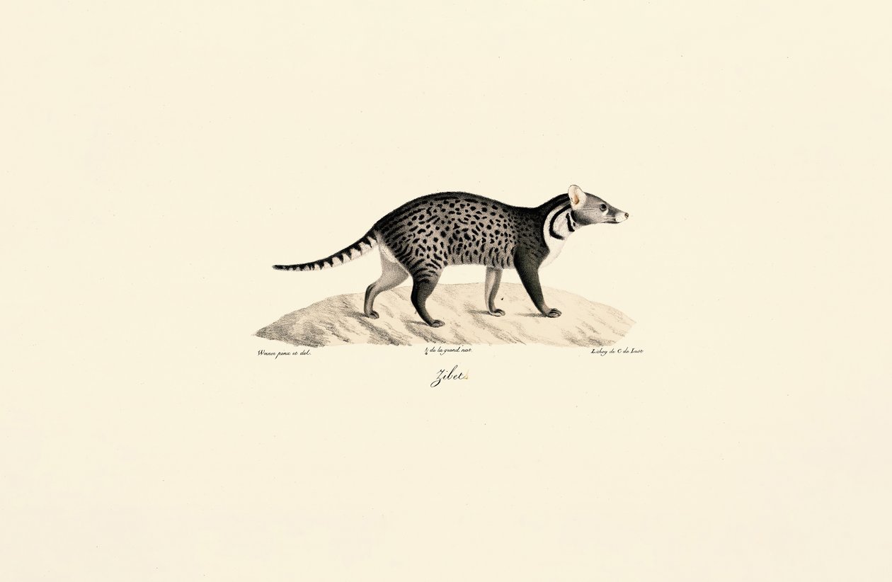 African Civet by Jacques Christophe Werner