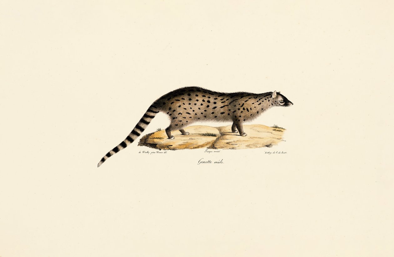 African Genet by Jacques Christophe Werner