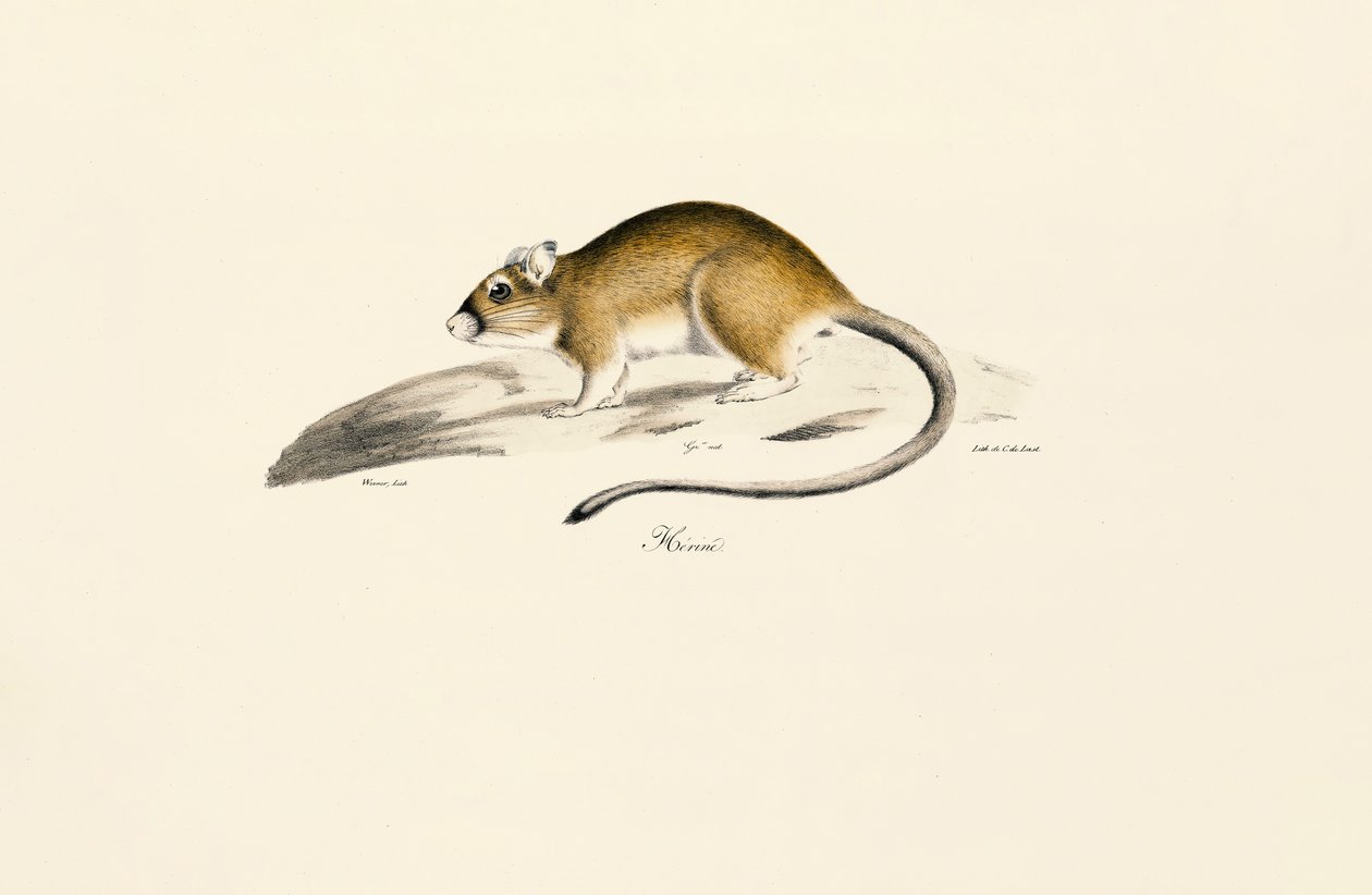 African Gerbil by Jacques Christophe Werner