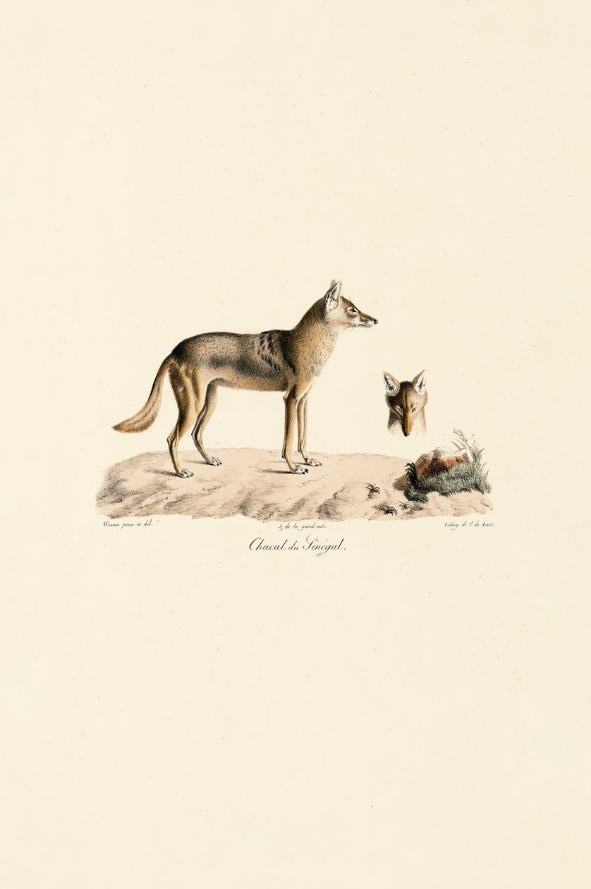 African Golden Jackal from Senegal by Jacques Christophe Werner