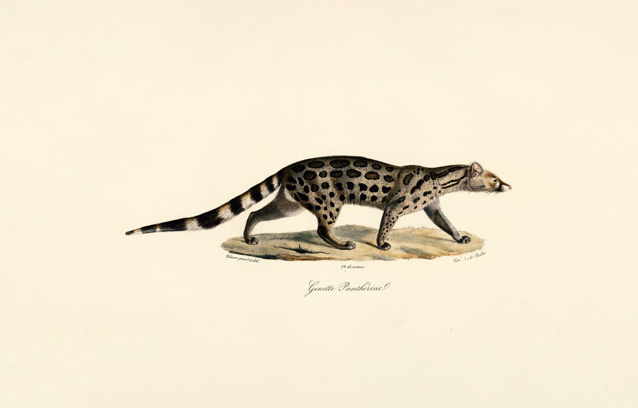 African Palm Civet by Jacques Christophe Werner