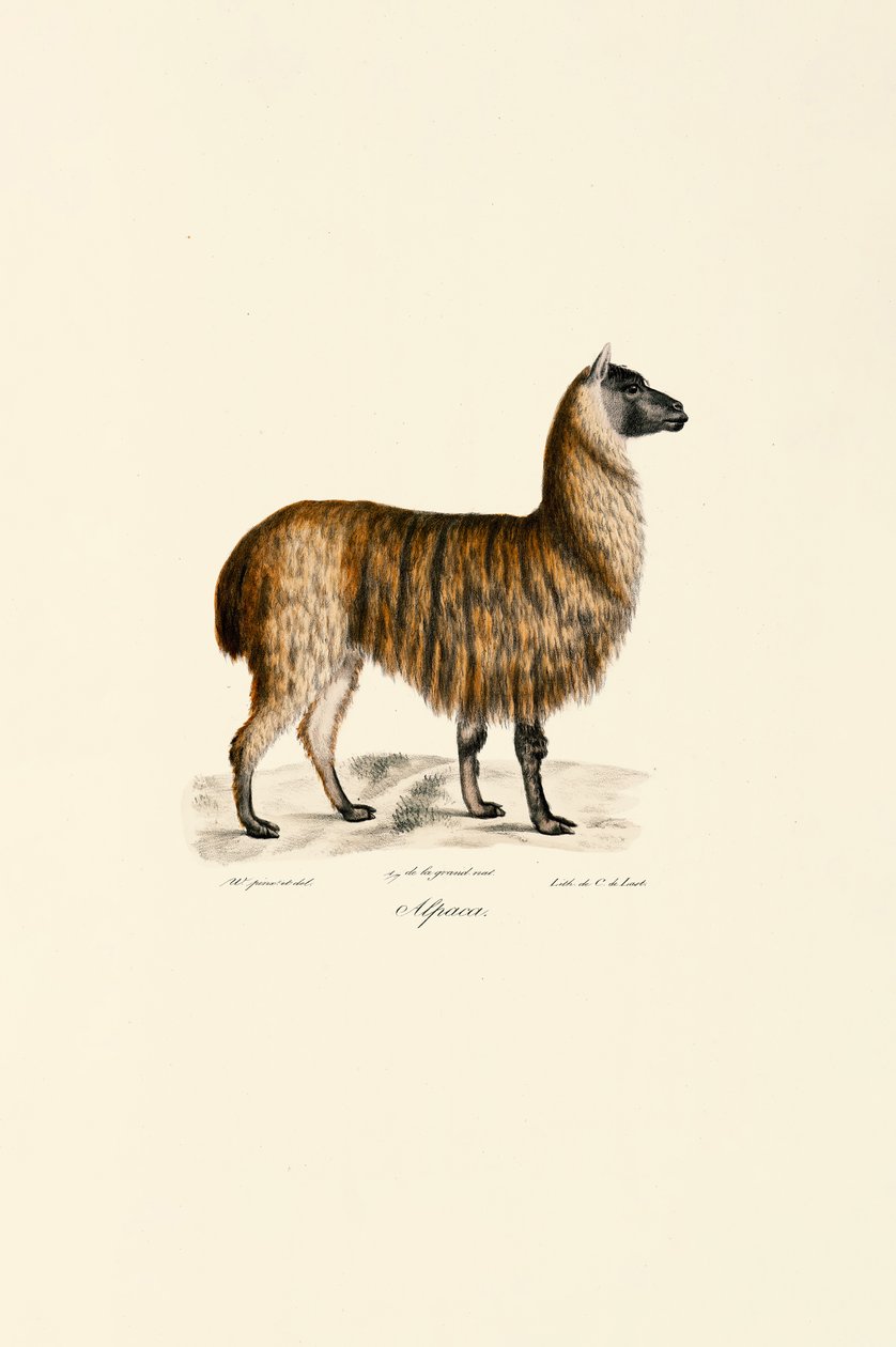 Alpaca by Jacques Christophe Werner