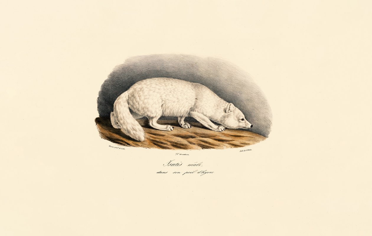 Arctic Fox in Winter Coat by Jacques Christophe Werner