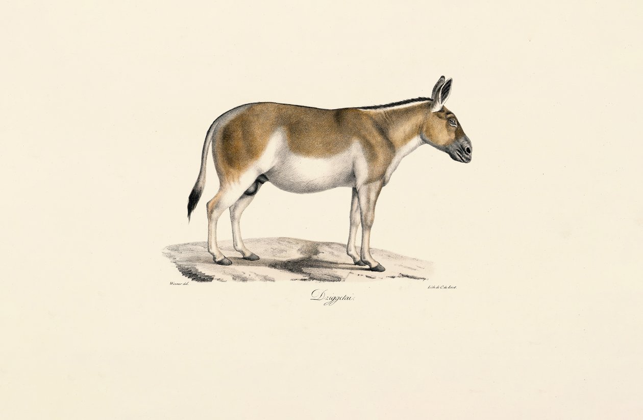 Asian Wild Ass by Jacques Christophe Werner