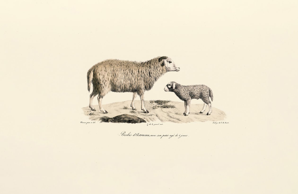 Aurucan Sheep with Lamb by Jacques Christophe Werner