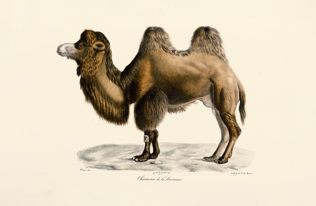 Bactrian Camel by Jacques Christophe Werner