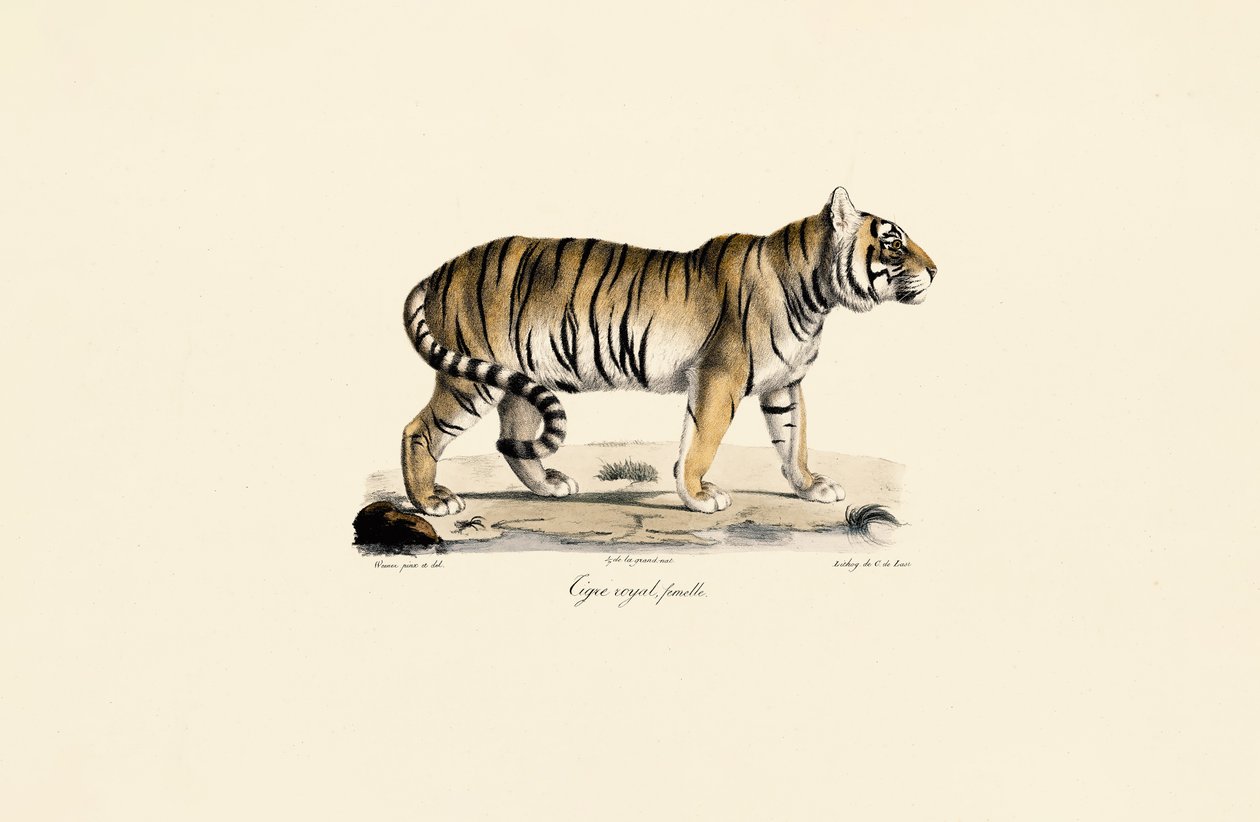 Bengal Tiger (Female) in Side View by Jacques Christophe Werner