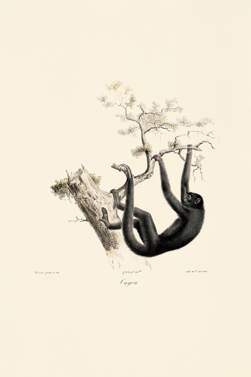 Black Howler Monkey by Jacques Christophe Werner