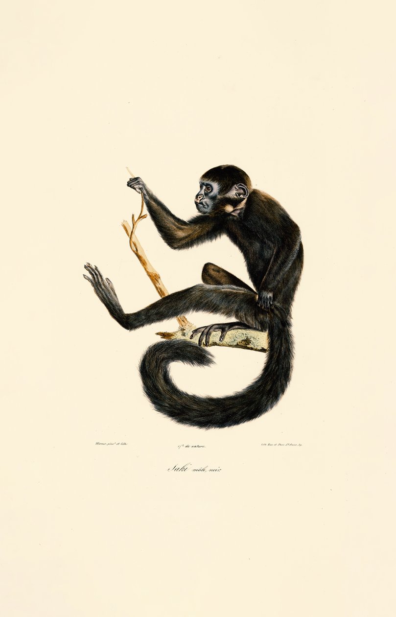 Male Black Spider Monkey by Jacques Christophe Werner