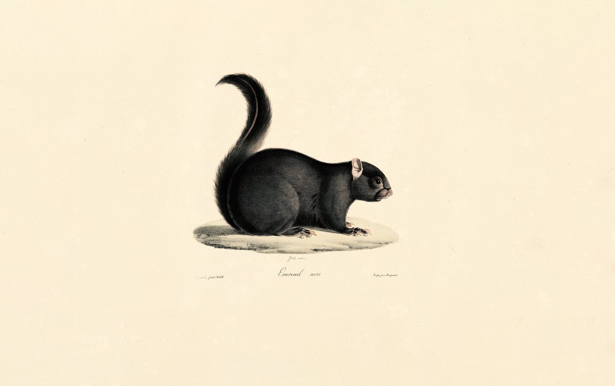 Black Squirrel by Jacques Christophe Werner