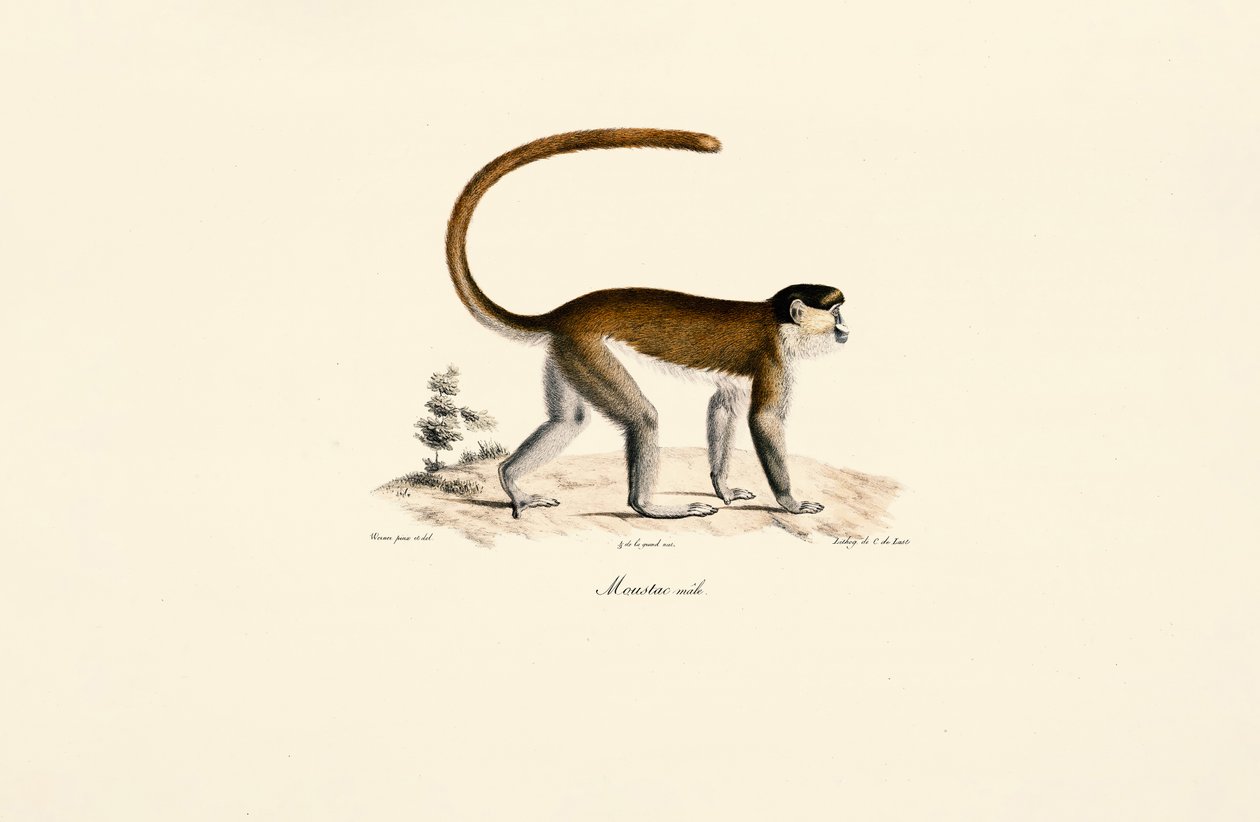 Blue Monkey by Jacques Christophe Werner