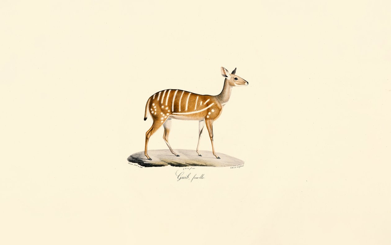 Bushbuck (Female) by Jacques Christophe Werner