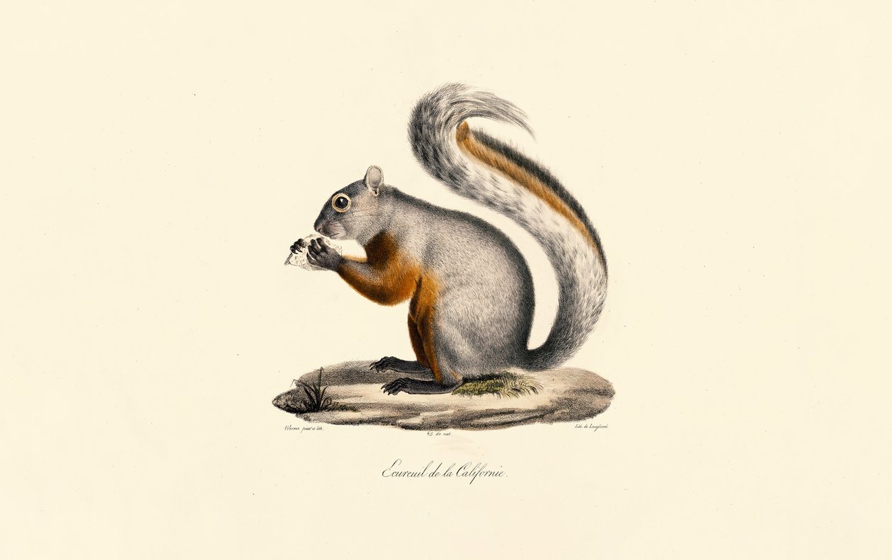 California Ground Squirrel by Jacques Christophe Werner
