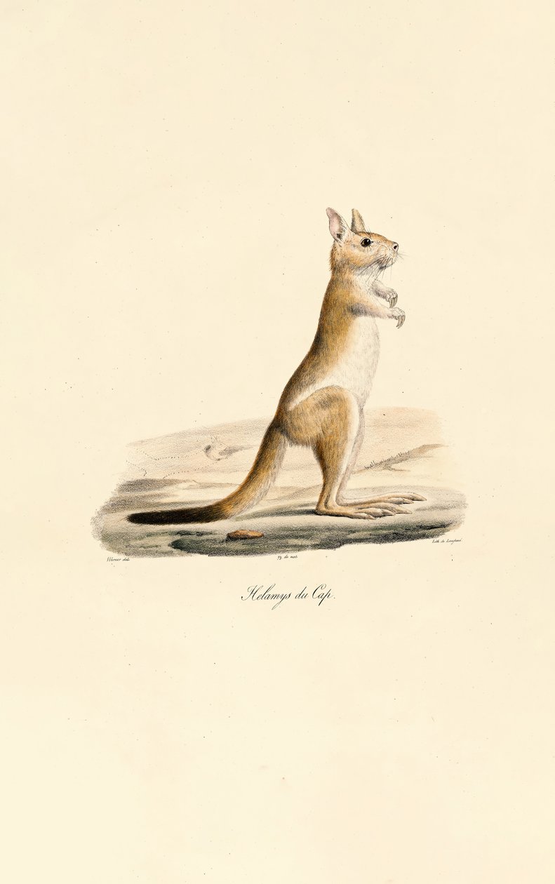 Cape Jumping Hare by Jacques Christophe Werner