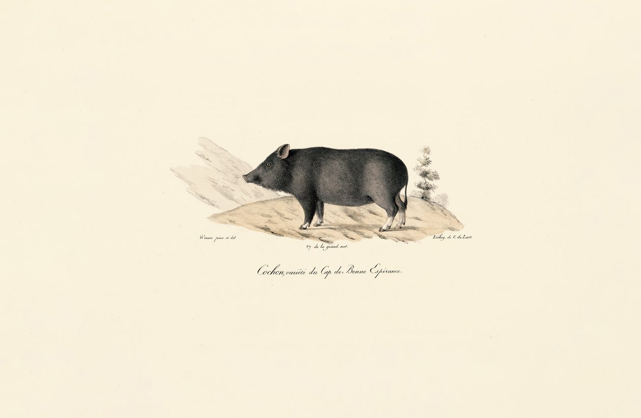 Cape Warthog by Jacques Christophe Werner