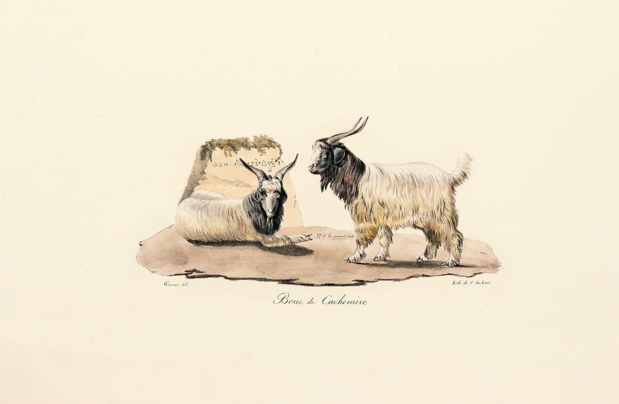 Cashmere Goat by Jacques Christophe Werner