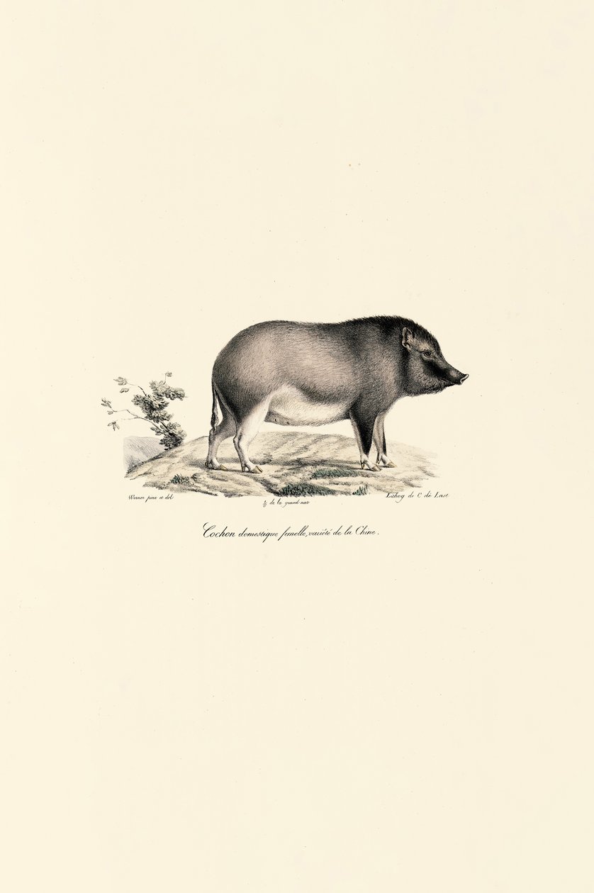 Chinese Domestic Pig by Jacques Christophe Werner