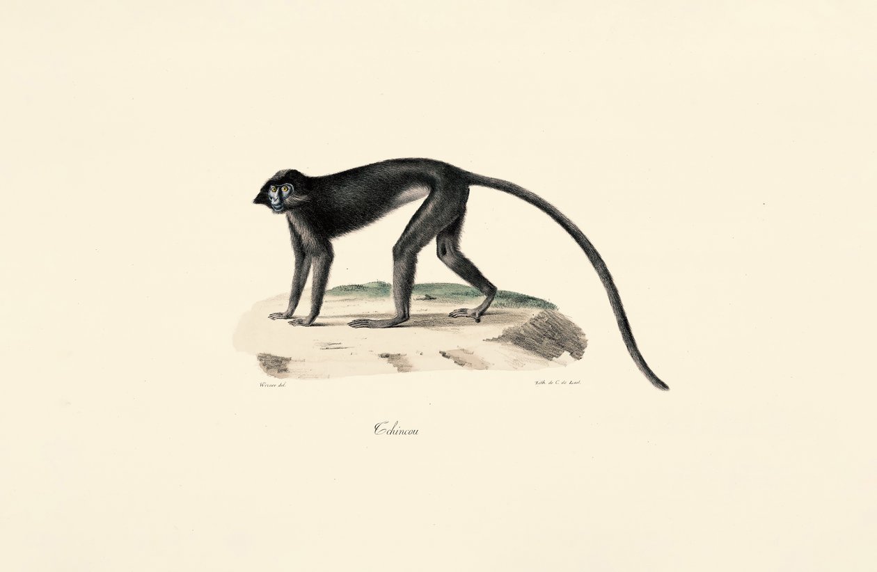 Colobus Monkey by Jacques Christophe Werner