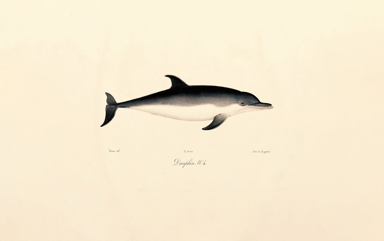 Common Dolphin by Jacques Christophe Werner