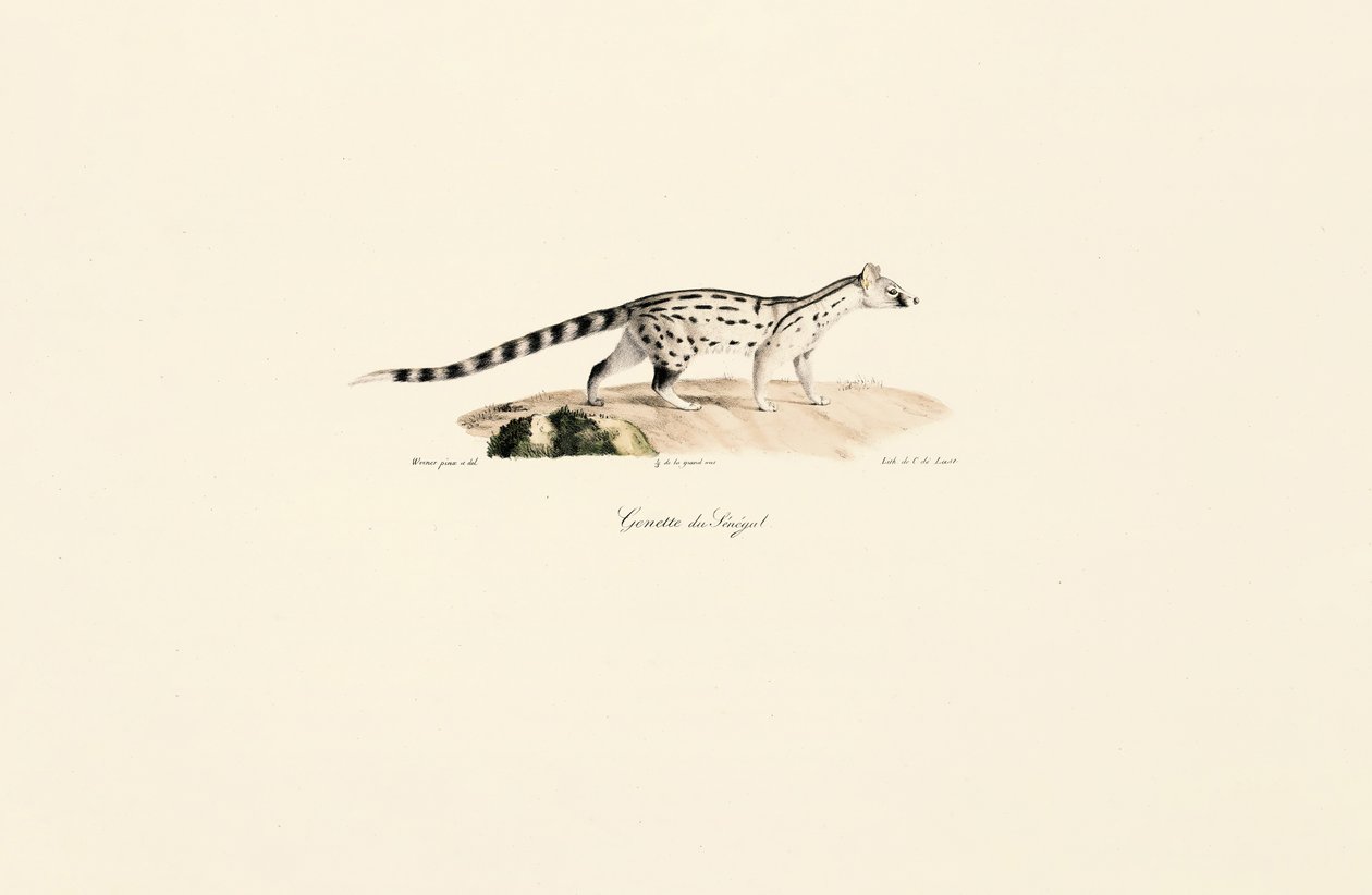 Common Genet by Jacques Christophe Werner