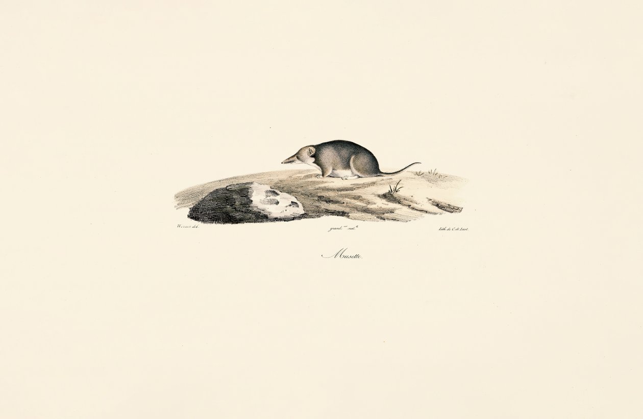 Common Shrew by Jacques Christophe Werner