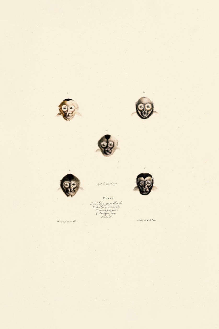 Comparative Faces of Different Monkey Species by Jacques Christophe Werner