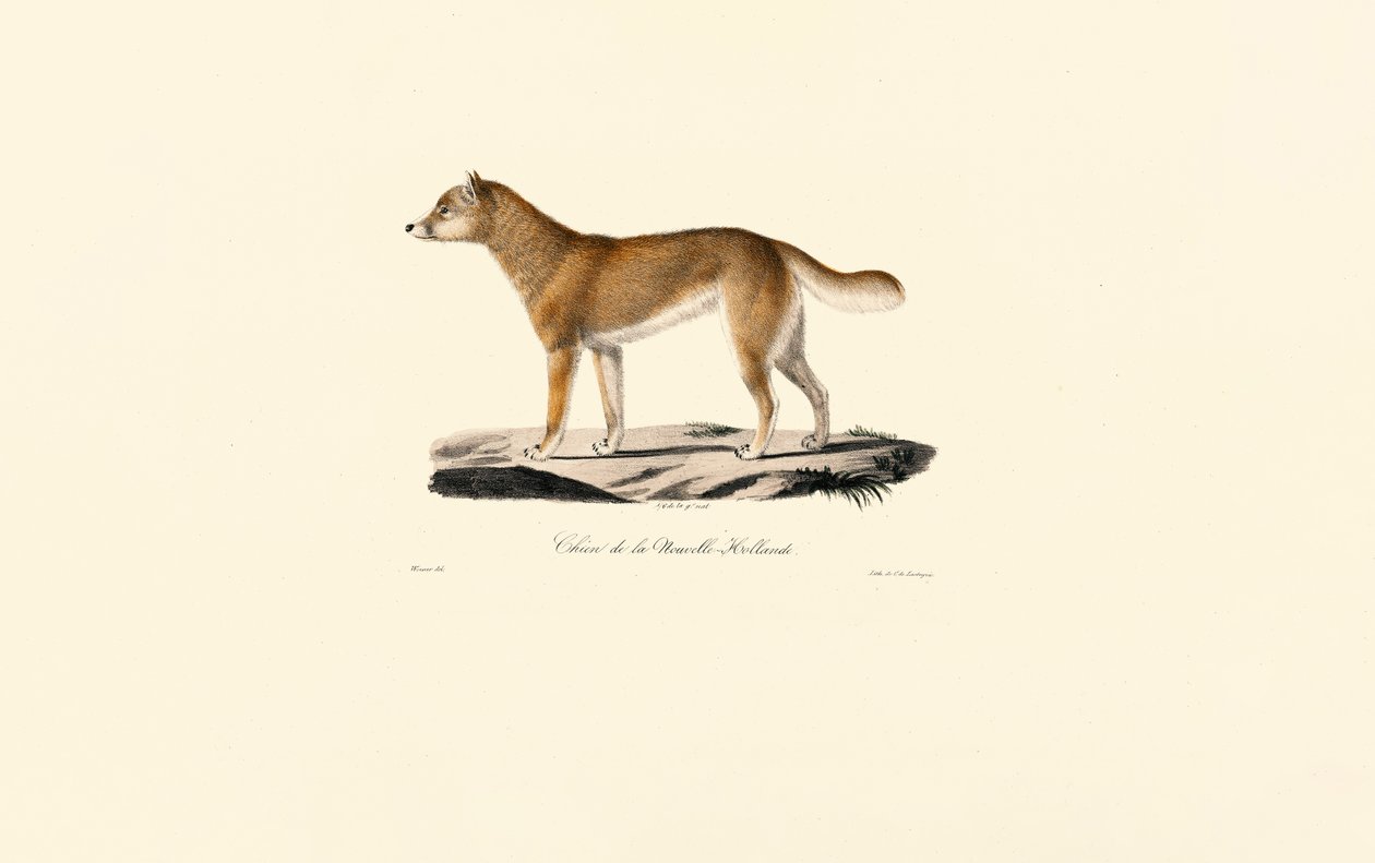 Dingo by Jacques Christophe Werner