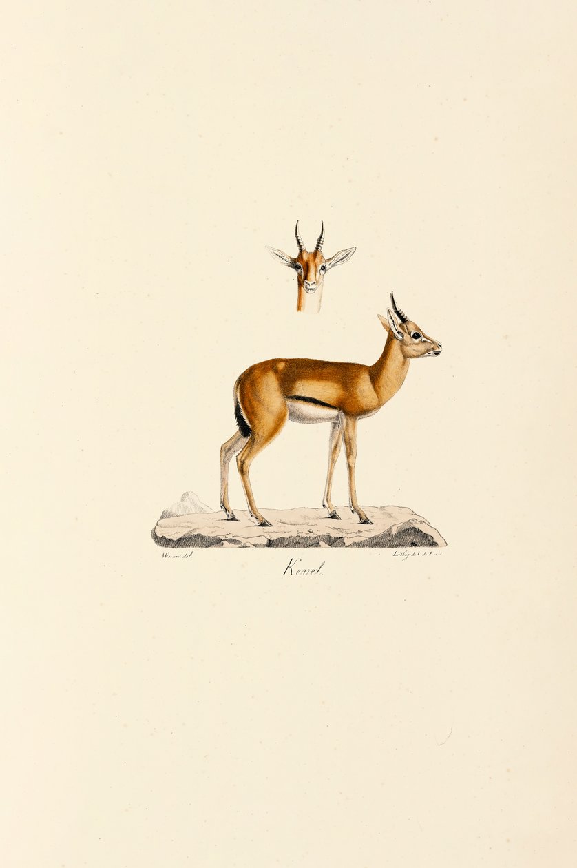 Dorcas Gazelle by Jacques Christophe Werner