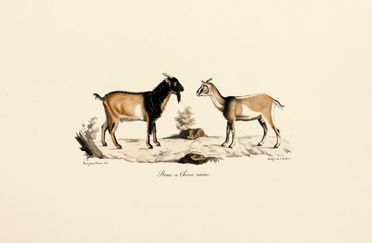Dwarf Buck and Dwarf Goat by Jacques Christophe Werner