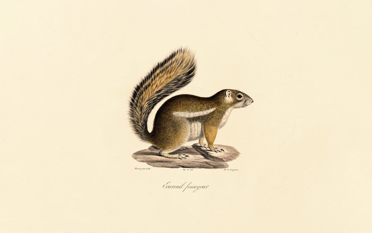 Eastern Chipmunk by Jacques Christophe Werner