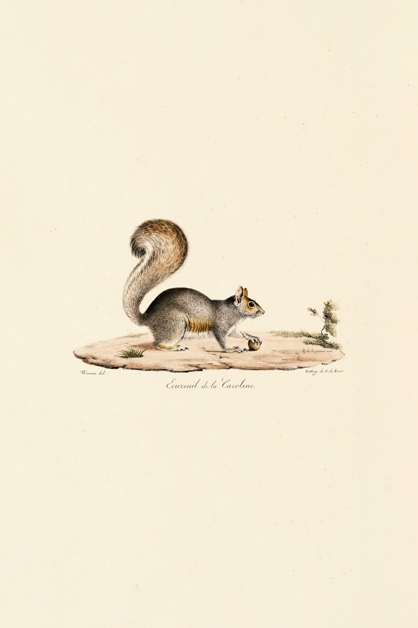 Eastern Gray Squirrel by Jacques Christophe Werner
