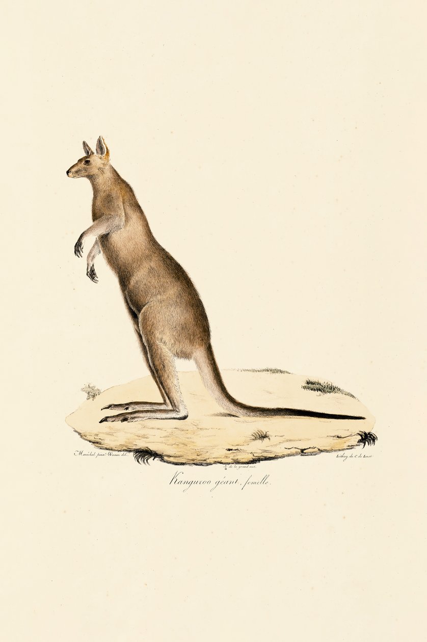 Eastern Grey Kangaroo by Jacques Christophe Werner