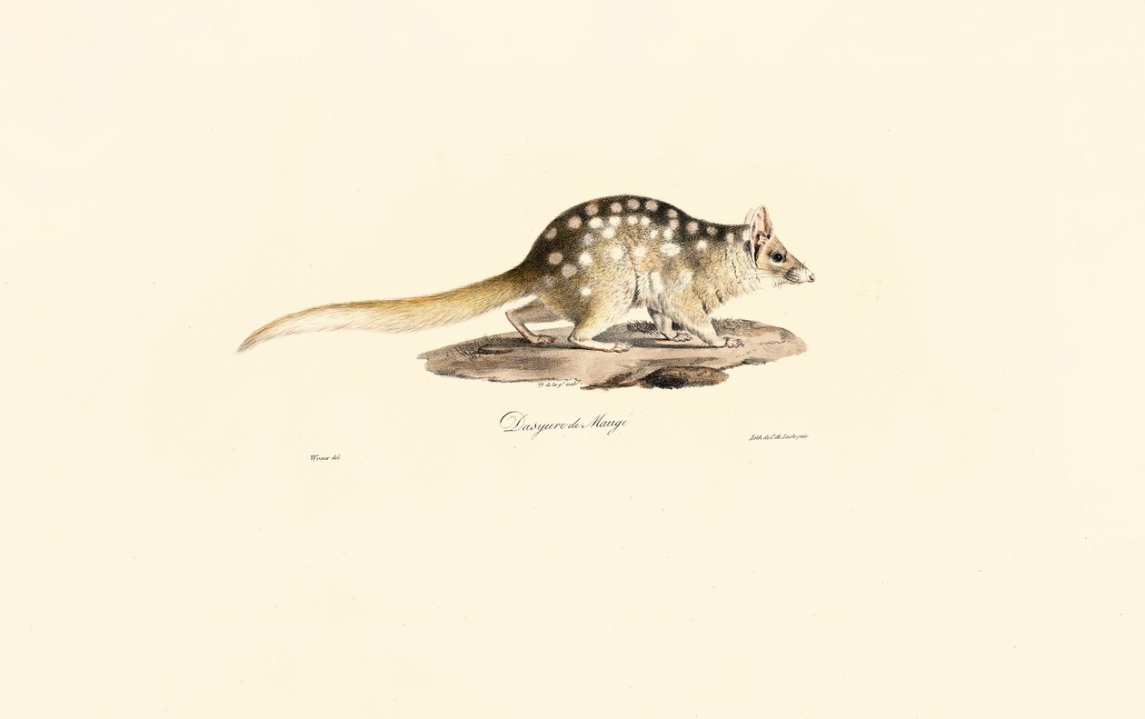 Eastern Quoll by Jacques Christophe Werner