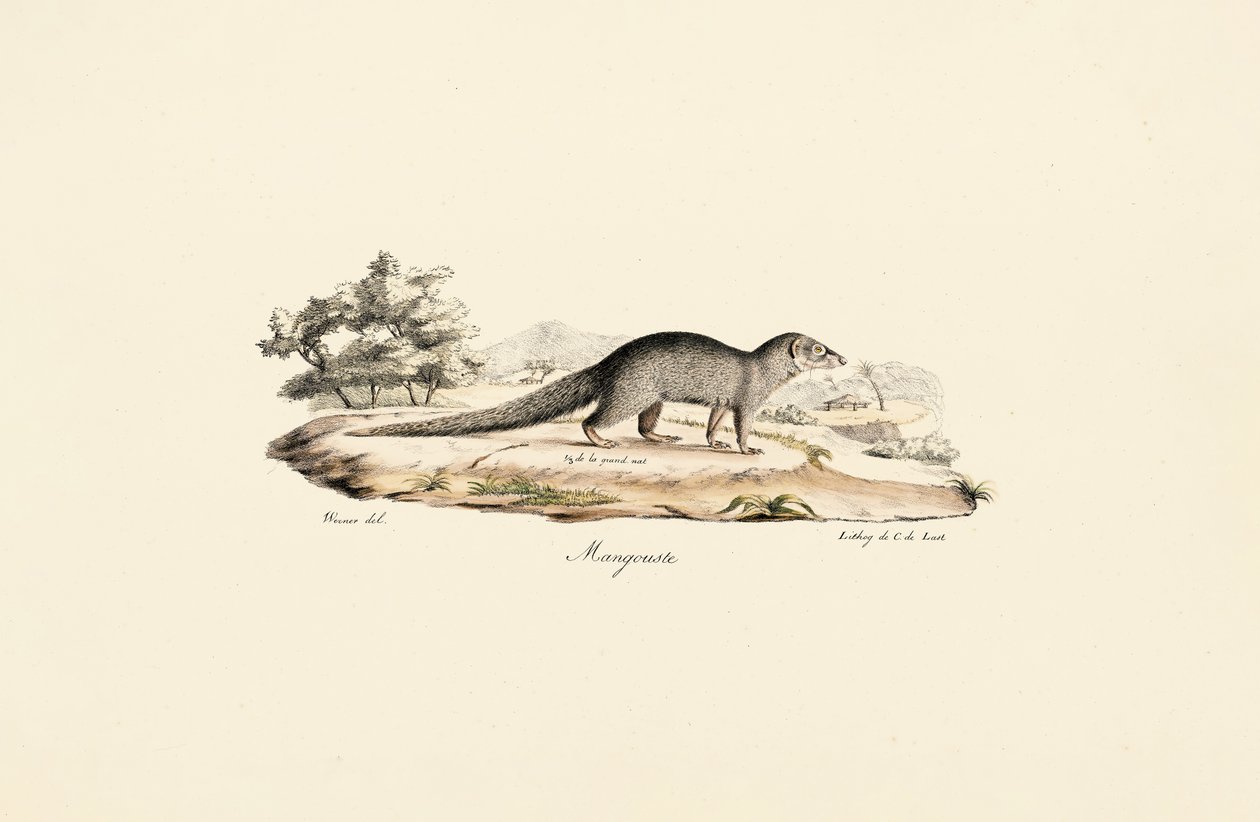 Egyptian Mongoose by Jacques Christophe Werner