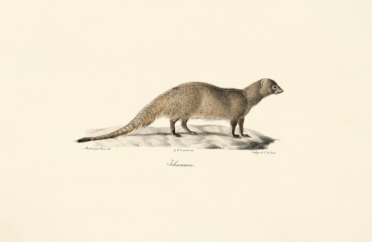 Egyptian Mongoose by Jacques Christophe Werner