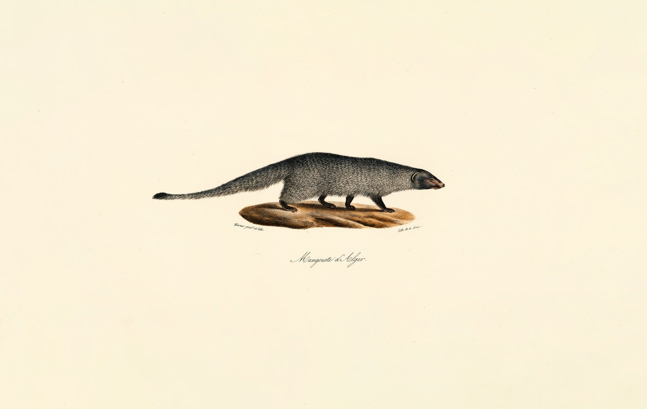 Egyptian Mongoose by Jacques Christophe Werner