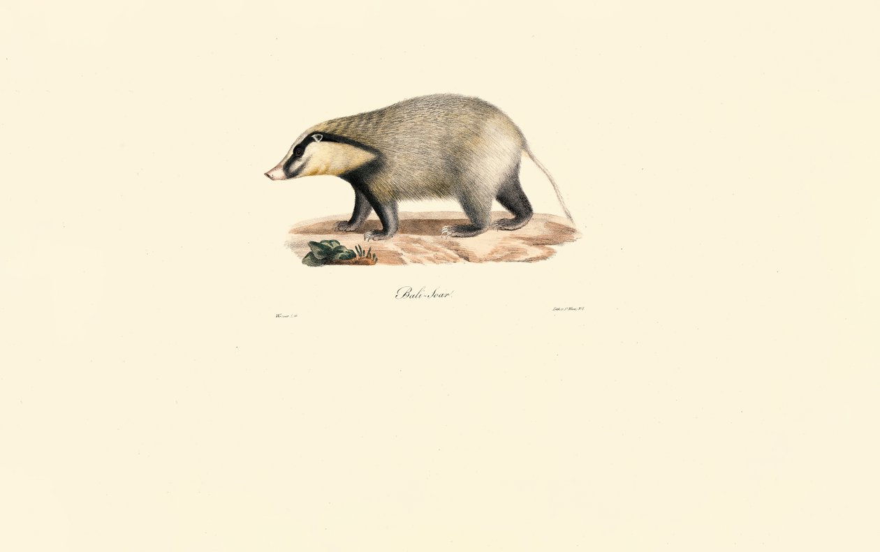 European Badger by Jacques Christophe Werner
